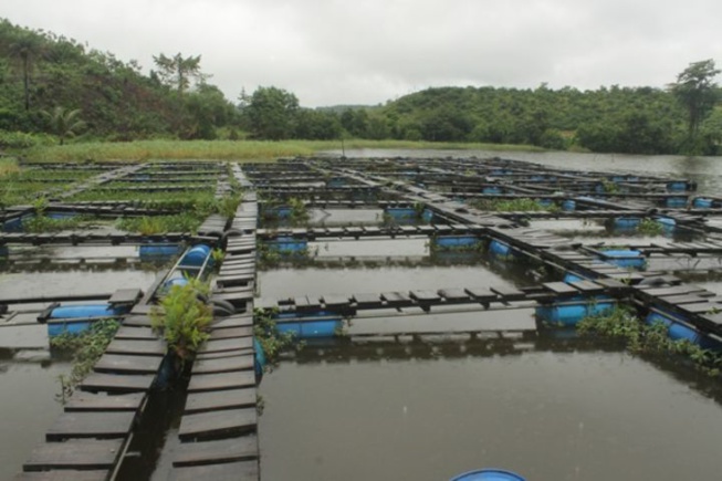 Saint-Louis s’offre la plus grande ferme piscicole de la sous région Saint-Louis s’offre la plus grande ferme piscicole de la sous région