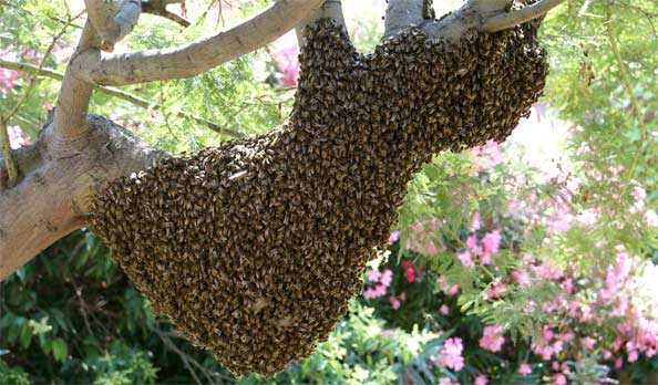 Rosso : La délégation de la Jica et de la Saed attaquée par un essaim d'abeilles, un mort et un blessé grave Rosso : La délégation de la Jica et de la Saed attaquée par un essaim d'abeilles, un mort et un blessé grave