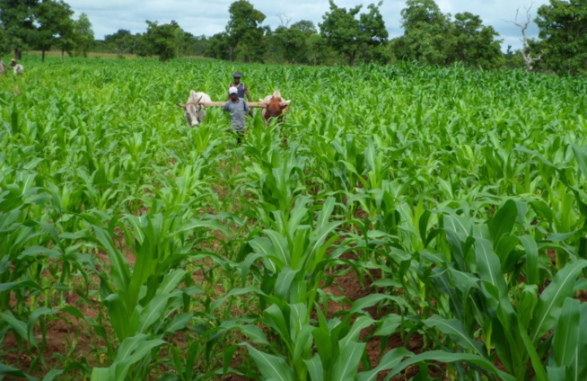 DÉTOURNEMENT ET VENTE ILLÉGALE À TAÏF - L’engrais acheté par les commerçants DÉTOURNEMENT ET VENTE ILLÉGALE À TAÏF - L’engrais acheté par les commerçants