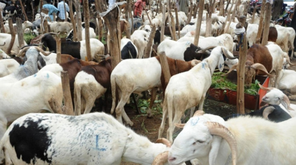 Après trois jours de travail: Le berger disparaît avec les 200 moutons de son employeur Après trois jours de travail: Le berger disparaît avec les 200 moutons de son employeur