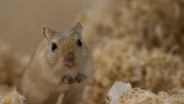 Mali: Une souris empêche un avion d’air France de décoller Mali: Une souris empêche un avion d’air France de décoller