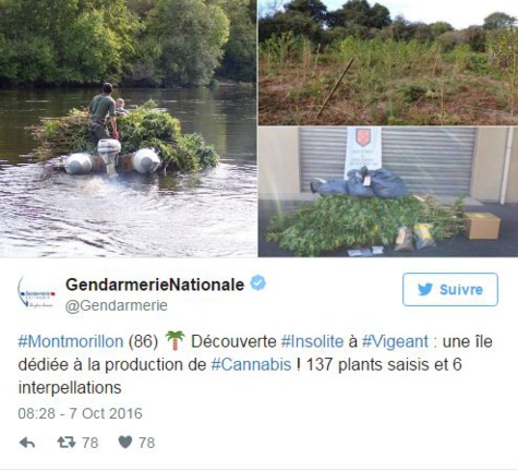 Les gendarmes découvrent une île dédiée à la culture du cannabis Les gendarmes découvrent une île dédiée à la culture du cannabis