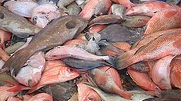 Kolda: 50 kg de poissons impropres à la consommation saisis Kolda: 50 kg de poissons impropres à la consommation saisis