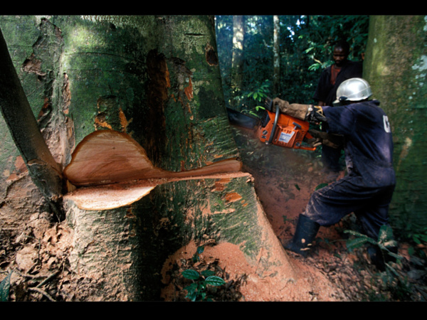 Déforestation en Casamance L’Etat annule tous les permis de coupe Déforestation en Casamance L’Etat annule tous les permis de coupe