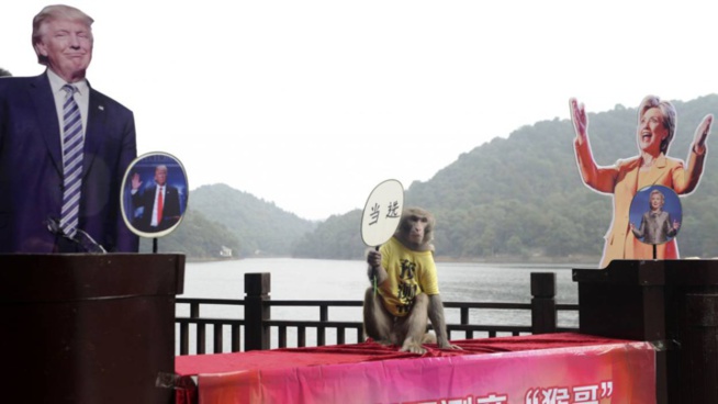 Présidentielle aux Etats-Unis : un singe devin chinois prédit la victoire de Trump Présidentielle aux Etats-Unis : un singe devin chinois prédit la victoire de Trump