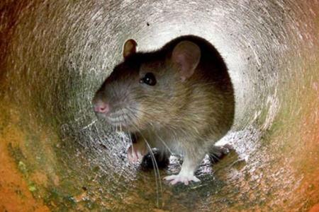 Une école maternelle fermée à cause de rats : ils déambulaient dans les classes Une école maternelle fermée à cause de rats : ils déambulaient dans les classes