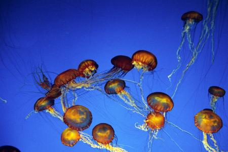 Plus de soixante nageurs piqués par des méduses, lors d'un marathon aquatique au Brésil Plus de soixante nageurs piqués par des méduses, lors d'un marathon aquatique au Brésil