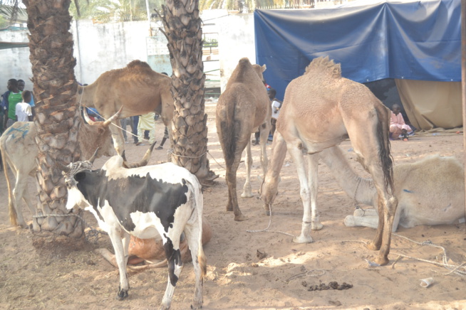 MAGAL TOUBA chez Serigne Cheikh Saliou.
