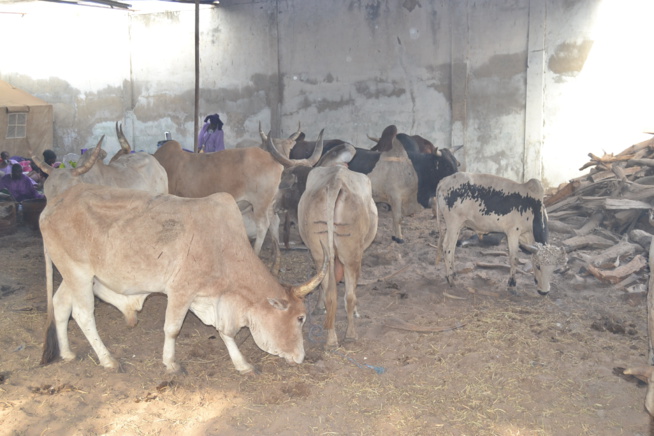MAGAL TOUBA chez Serigne Cheikh Saliou. MAGAL TOUBA chez Serigne Cheikh Saliou.