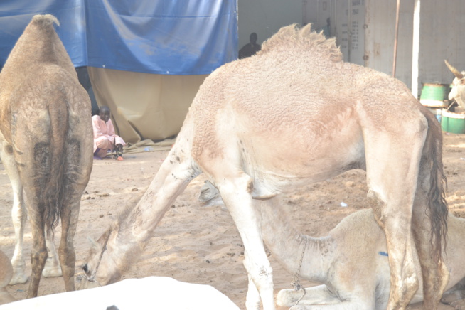 MAGAL TOUBA chez Serigne Cheikh Saliou.