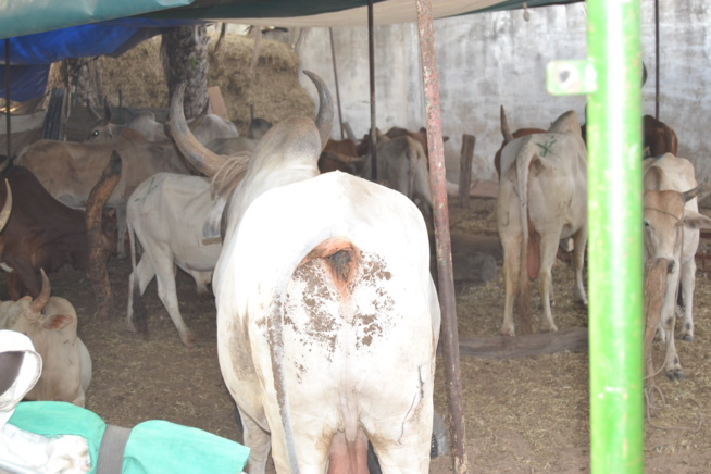 MAGAL TOUBA chez Serigne Cheikh Saliou. MAGAL TOUBA chez Serigne Cheikh Saliou.