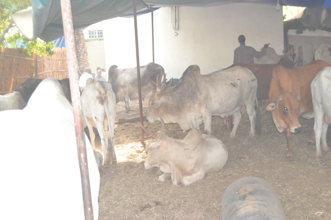 MAGAL TOUBA chez Serigne Cheikh Saliou. MAGAL TOUBA chez Serigne Cheikh Saliou.