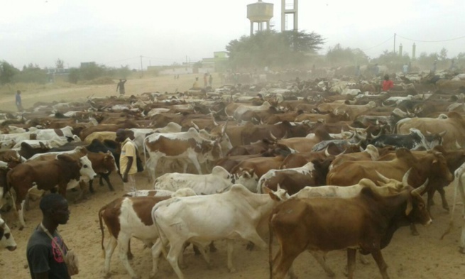 MAGAL 2016 : L'arrivée de près de 5000 boeufs à Dianatou Mahwa chez Cheikh Béthio Thioune (IMAGES)