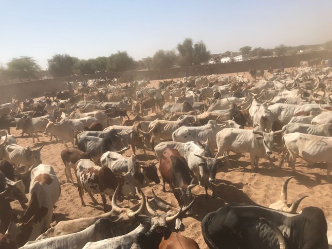 Maoloud 2016, Aziz Ndiaye casque encore fort pour Serigne Abdoul Aziz Sy Junior. Maoloud 2016, Aziz Ndiaye casque encore fort pour Serigne Abdoul Aziz Sy Junior.