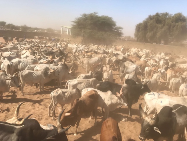 Maoloud 2016, Aziz Ndiaye casque encore fort pour Serigne Abdoul Aziz Sy Junior. Maoloud 2016, Aziz Ndiaye casque encore fort pour Serigne Abdoul Aziz Sy Junior.