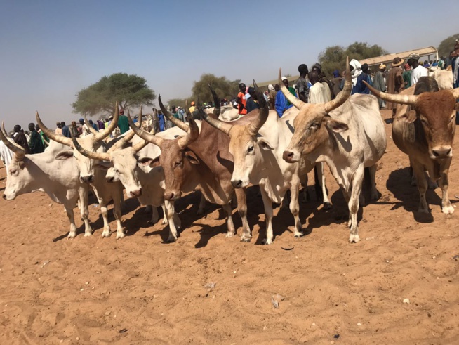 Maoloud 2016, Aziz Ndiaye casque encore fort pour Serigne Abdoul Aziz Sy Junior.