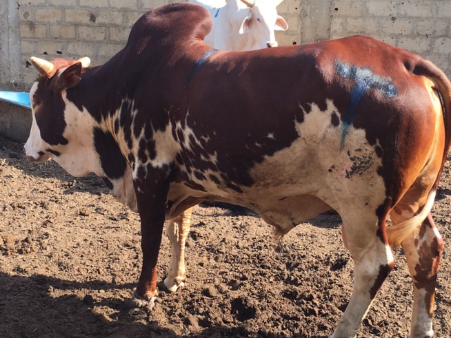 Maoloud 2016, Aziz Ndiaye casque encore fort pour Serigne Abdoul Aziz Sy Junior. Maoloud 2016, Aziz Ndiaye casque encore fort pour Serigne Abdoul Aziz Sy Junior.