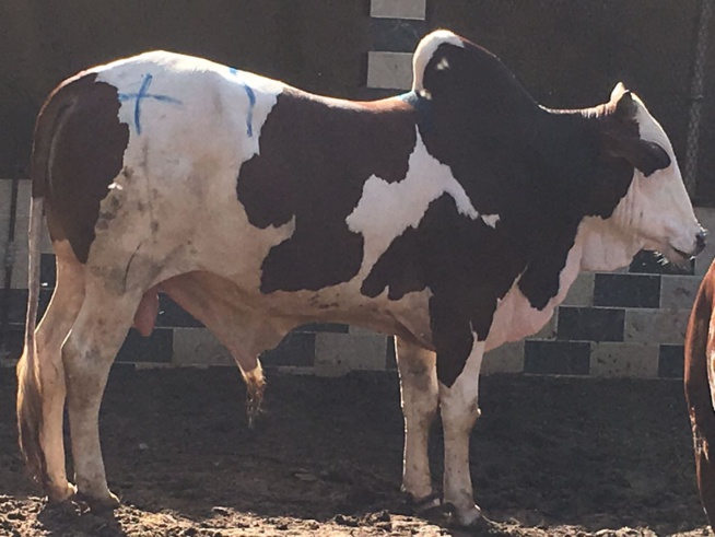 Maoloud 2016, Aziz Ndiaye casque encore fort pour Serigne Abdoul Aziz Sy Junior. Maoloud 2016, Aziz Ndiaye casque encore fort pour Serigne Abdoul Aziz Sy Junior.