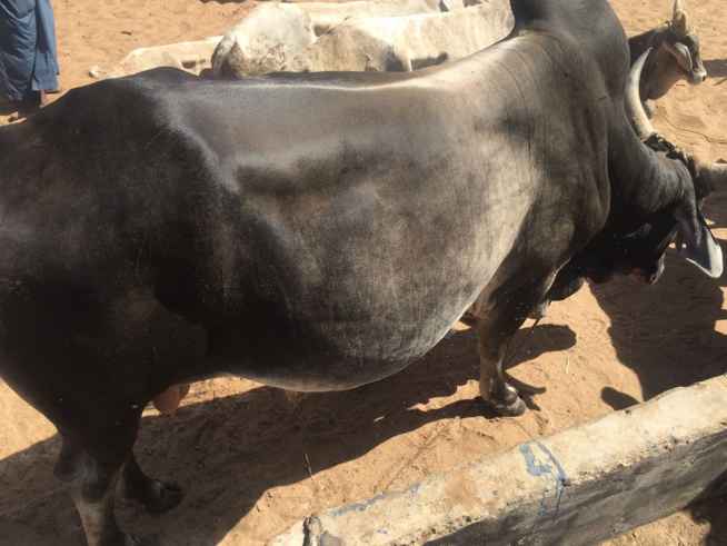 Maoloud 2016, Aziz Ndiaye casque encore fort pour Serigne Abdoul Aziz Sy Junior. Maoloud 2016, Aziz Ndiaye casque encore fort pour Serigne Abdoul Aziz Sy Junior.