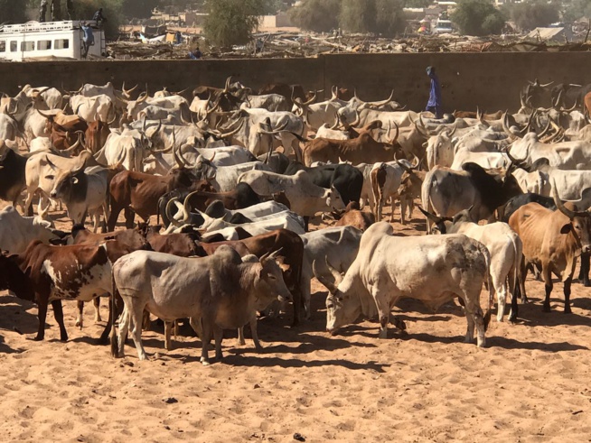 Maoloud 2016, Aziz Ndiaye casque encore fort pour Serigne Abdoul Aziz Sy Junior. Maoloud 2016, Aziz Ndiaye casque encore fort pour Serigne Abdoul Aziz Sy Junior.