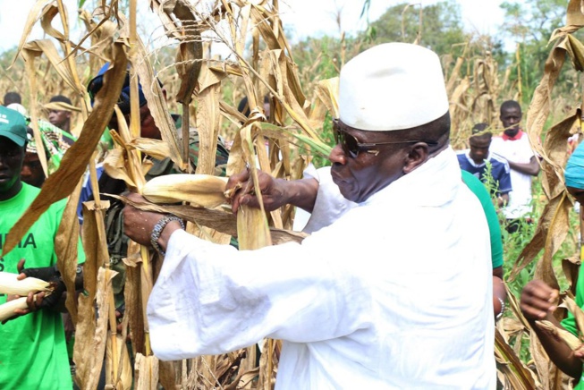 Et si Yahya Jammeh et son épouse Zeineb Jammeh retournaient aux champs? Voilà ce que ça donne