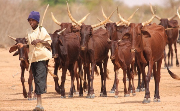 Macky Sall : «Les voleurs de bétail et leurs complices seront lourdement sanctionnés»