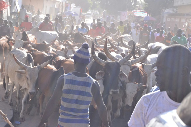 Le "mbarkelou" de Aziz Ndiaye 200 boeufs et une enveloppe de 30 millions CFA à Serigne Abdoul Aziz sy Junior pour le gamou de Tivaoune.