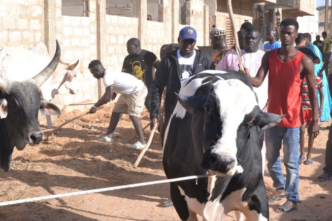 Le "mbarkelou" de Aziz Ndiaye 200 boeufs et une enveloppe de 30 millions CFA à Serigne Abdoul Aziz sy Junior pour le gamou de Tivaoune.