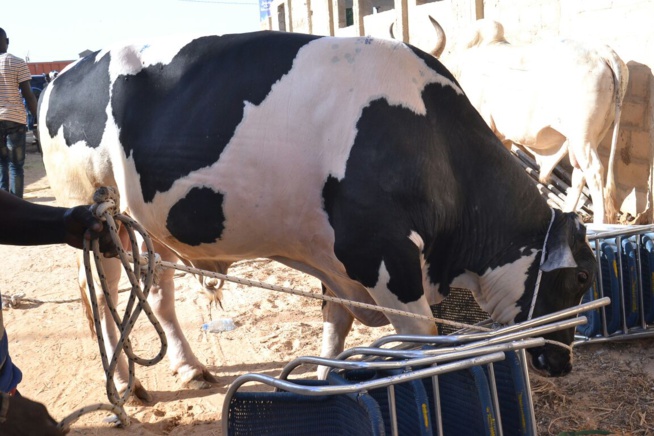 Le "mbarkelou" de Aziz Ndiaye 200 boeufs et une enveloppe de 30 millions CFA Ã Serigne Abdoul Aziz sy Junior pour le gamou de Tivaoune. Le "mbarkelou" de Aziz Ndiaye 200 boeufs et une enveloppe de 30 millions CFA Ã Serigne Abdoul Aziz sy Junior pour le gamou de Tivaoune.