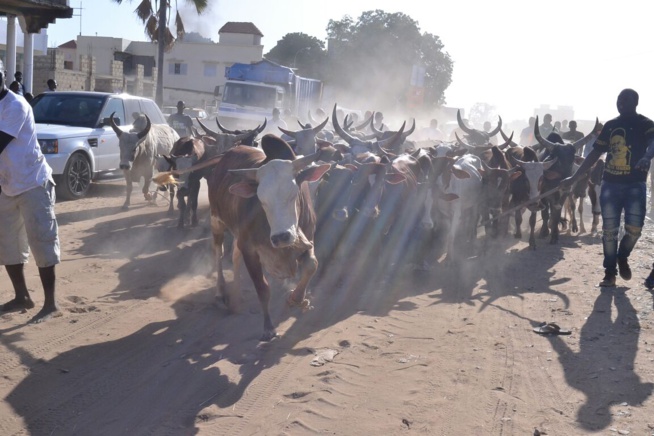 Le "mbarkelou" de Aziz Ndiaye 200 boeufs et une enveloppe de 30 millions CFA à Serigne Abdoul Aziz sy Junior pour le gamou de Tivaoune.