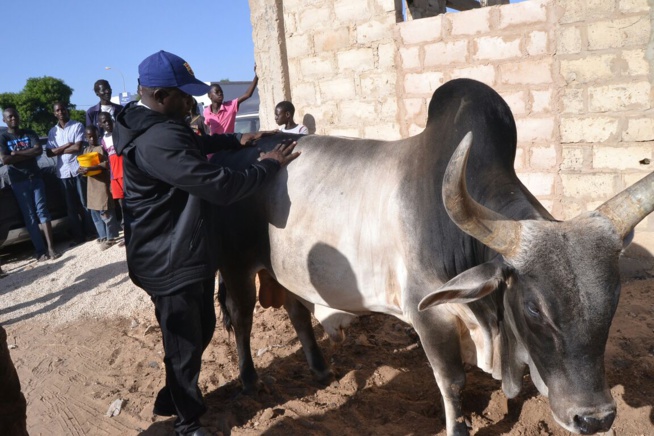 Le "mbarkelou" de Aziz Ndiaye 200 boeufs et une enveloppe de 30 millions CFA Ã Serigne Abdoul Aziz sy Junior pour le gamou de Tivaoune. Le "mbarkelou" de Aziz Ndiaye 200 boeufs et une enveloppe de 30 millions CFA Ã Serigne Abdoul Aziz sy Junior pour le gamou de Tivaoune.