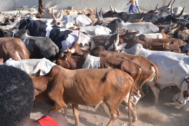 Le "mbarkelou" de Aziz Ndiaye 200 boeufs et une enveloppe de 30 millions CFA Ã Serigne Abdoul Aziz sy Junior pour le gamou de Tivaoune. Le "mbarkelou" de Aziz Ndiaye 200 boeufs et une enveloppe de 30 millions CFA Ã Serigne Abdoul Aziz sy Junior pour le gamou de Tivaoune.