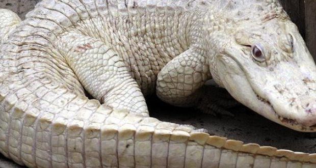 Gambie : Ils neutralisent et tuent le géant crocodile blanc de Yaya Jammeh Gambie : Ils neutralisent et tuent le géant crocodile blanc de Yaya Jammeh