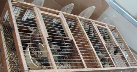 Trafiquants d’oiseaux: Deux Espagnols avaient fait embarquer 500 espèces en soute Trafiquants d’oiseaux: Deux Espagnols avaient fait embarquer 500 espèces en soute