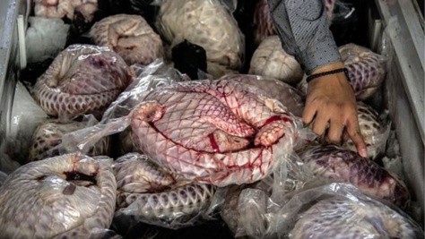 Le pangolin, une viande très appréciée au Gabon Le pangolin, une viande très appréciée au Gabon