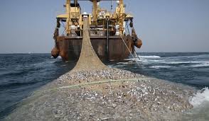 Lutte contre la pêche illicite, plus de 1450 tonnes de juvéniles saisies Lutte contre la pêche illicite, plus de 1450 tonnes de juvéniles saisies