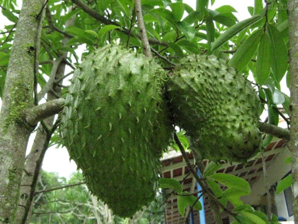 Le corossol, un remède contre le cancer et un fruit aux multiples bienfaits Le corossol, un remède contre le cancer et un fruit aux multiples bienfaits