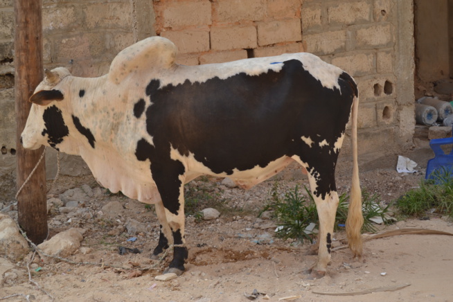 Drapeau Pape Diouf: Les promoteurs ont apporté leur soutien au parrain pour le derby Pikine Guediawaye. Drapeau Pape Diouf: Les promoteurs ont apporté leur soutien au parrain pour le derby Pikine Guediawaye.