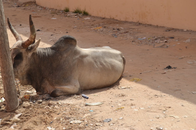 Drapeau Pape Diouf: Les promoteurs ont apporté leur soutien au parrain pour le derby Pikine Guediawaye. Drapeau Pape Diouf: Les promoteurs ont apporté leur soutien au parrain pour le derby Pikine Guediawaye.