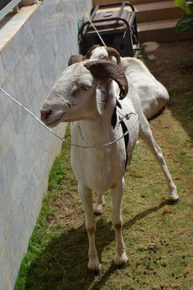 Drapeau Pape Diouf: Les promoteurs ont apporté leur soutien au parrain pour le derby Pikine Guediawaye. Drapeau Pape Diouf: Les promoteurs ont apporté leur soutien au parrain pour le derby Pikine Guediawaye.