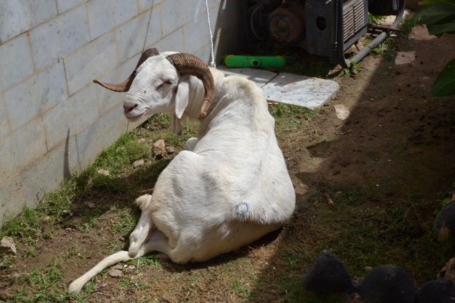 Drapeau Pape Diouf: Les promoteurs ont apporté leur soutien au parrain pour le derby Pikine Guediawaye. Drapeau Pape Diouf: Les promoteurs ont apporté leur soutien au parrain pour le derby Pikine Guediawaye.