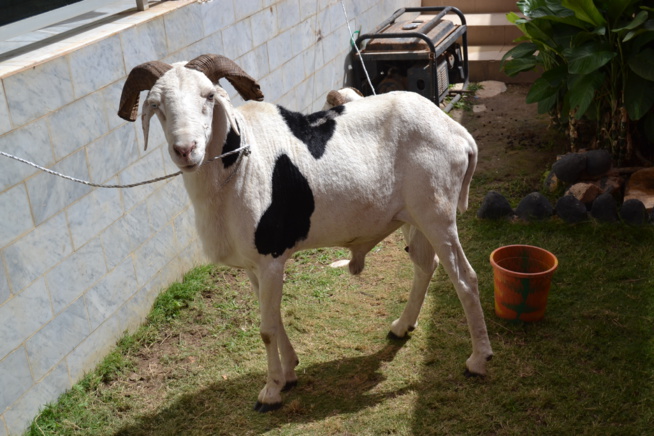 Thioro Bar Ndiaye de la 2STV offre deux béliers au parrain du combat Boy Niang vs Gouye Gui Pape Diouf. Thioro Bar Ndiaye de la 2STV offre deux béliers au parrain du combat Boy Niang vs Gouye Gui Pape Diouf.