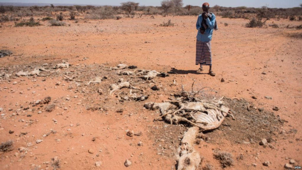 Somalie: 110 décès en 48 heures à cause de la sécheresse Somalie: 110 décès en 48 heures à cause de la sécheresse
