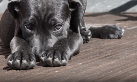 Nantes: une femme en garde-à -vue après avoir poignardé son chien Nantes: une femme en garde-à -vue après avoir poignardé son chien