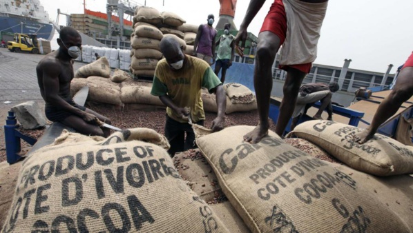 La chute des cours du cacao et ses conséquences sur les producteurs ivoiriens La chute des cours du cacao et ses conséquences sur les producteurs ivoiriens
