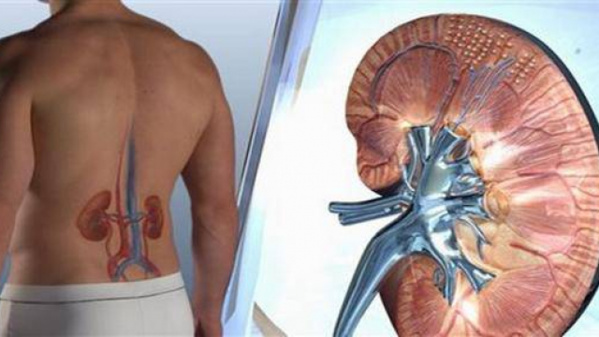 Les 10 habitudes mortelles qui endommagent sérieusement vos reins Les 10 habitudes mortelles qui endommagent sérieusement vos reins