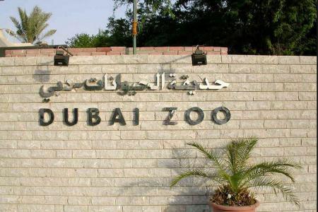Ils ont fait manger un chat par des chiens: ils sont condamnés à nettoyer le zoo de Dubaï Ils ont fait manger un chat par des chiens: ils sont condamnés à nettoyer le zoo de Dubaï