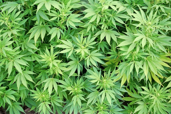 ​L’Ocrtis et le Commissariat de Police de Jaxaay opèrent une saisie de 123,2 kilogrammes de chanvre indien ​L’Ocrtis et le Commissariat de Police de Jaxaay opèrent une saisie de 123,2 kilogrammes de chanvre indien