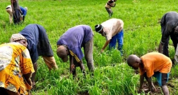 Financement: L’agriculture a reçu 156,6 milliards de FCfa en 2016 Financement: L’agriculture a reçu 156,6 milliards de FCfa en 2016