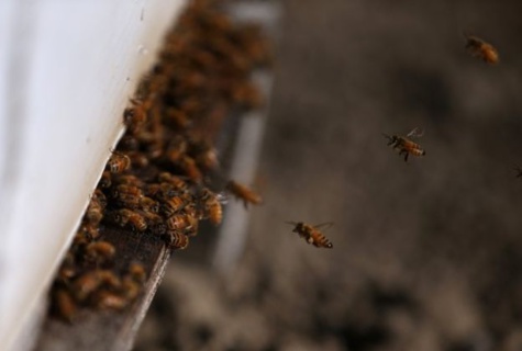 Incroyable mais vrai: Un voleur de voiture arrêté par des abeilles